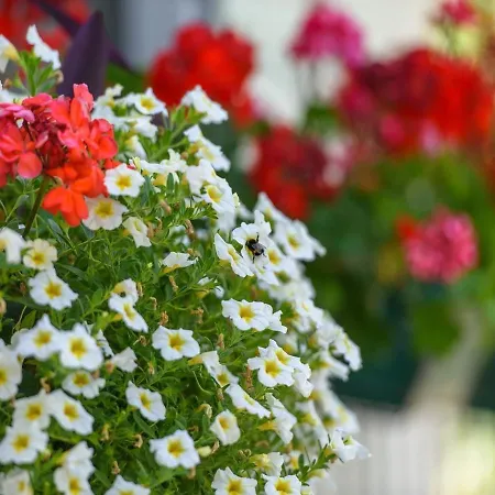 Maison d'hôtes Beba - Peaceful Location Trogir